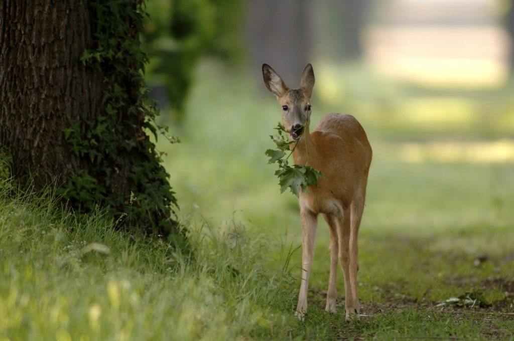 Wildtiere In Wien - 48er-Tandler